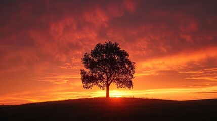 Visualize a lone tree silhouette against a fiery sunset backdrop, highlighting the contrast between calm and vibrant