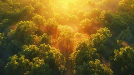 Visualize an aerial view of a forest at sunset, where the golden hour illuminates a tapestry of trees