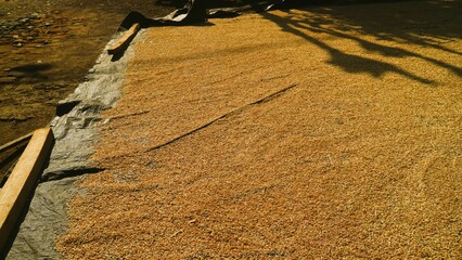 Rice grains are dried at day after harvest