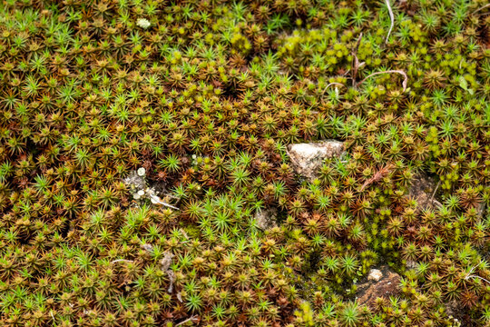 Juniper haircap moss, (Polytrichum juniperinum), in late spring growing in the mountains