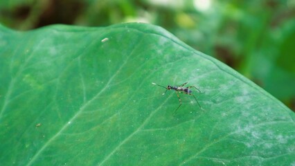Mosquito lands on leaves