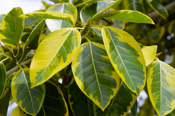 Yellow and green leaves of ficus altissima variegata tree