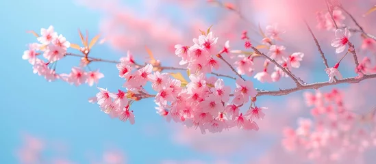 Tuinposter A photograph capturing the vibrant pink flowers of a blooming sakura branch against a backdrop of a clear blue sky. © AkuAku
