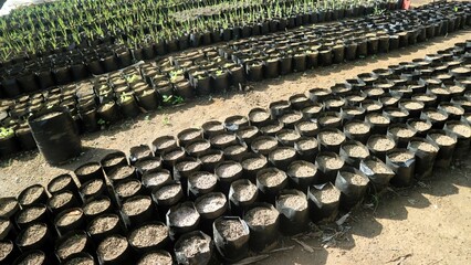 Polybags filled with soil ready for planting