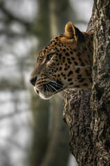 Panthera Pardu Kotiya - Sri Lankan leopard : Asia