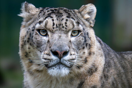 Panthera Uncia - snow leopard : felin from moutins of Central and south Asia