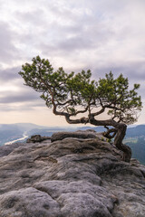 a lone pine tree with a twisted trunk growing on the rocky background of the Elbe River, Bad Schandau in Saxon Switzerland in the early foggy morning. Morning atmosphere