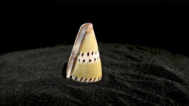 Conus mustelinus ermine cone Seashell on a black sand 4K