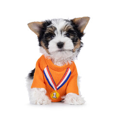 Very cute Biewer Terrier dog pup, sitting up facing front with wearing orange short with medal print. Looking straight to camera. Isolated on a white background.