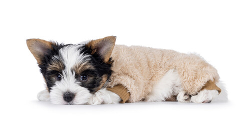 Very cute Biewer Terrier dog pup, laying side ways wearing beige fake fur body suit. Looking straight to camera. Isolated on a white background.