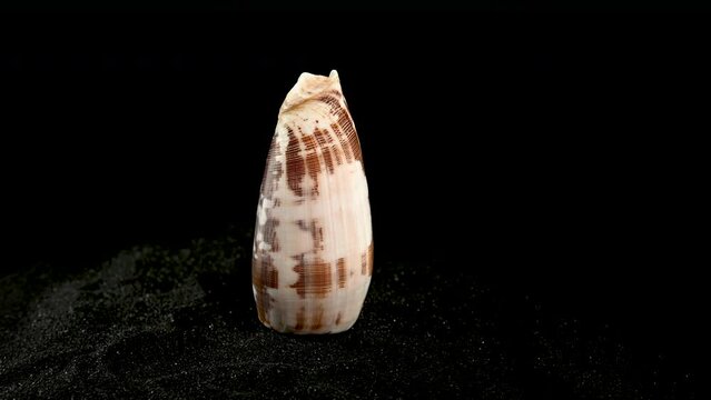 Conus geographus Seashell on a black sand 4K