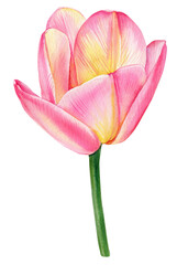 Pink tulips, spring flowers set isolated on white background. Watercolor hand drawing Botanical painting, clipart