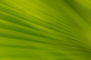 Intentional camera movement on a palm leaf forming an abstract pattern of converging lines.