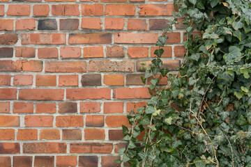 Background with brick wall and ivy plant