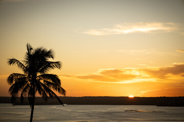 Silhouette of a coconut or palm tree on a beach during sunset. Free space to write.