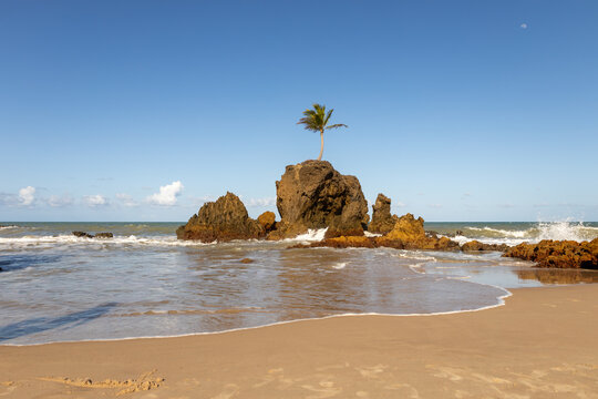 Palm tree growing between a rock on the beach. tropical paradise in Brazil.
