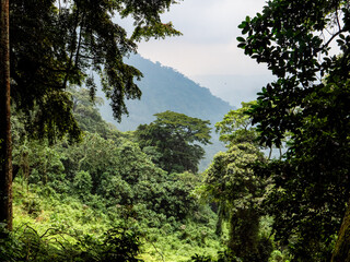 Aufem Kilembe Trail im Ruwenzori Gebirge in Uganda.