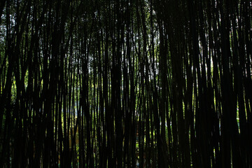 Abstract and artistic composition with a wonderful dense forest of high bamboo plants. Lines, dark silhouettes, underexposed. Uzes, Uzès, France.