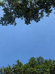 branches against sky