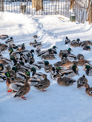 A lot of ducks on the snow