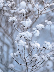 Thin branches covered with snow