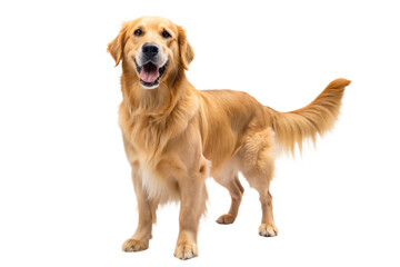 Golden Retriever dog on a transparent background