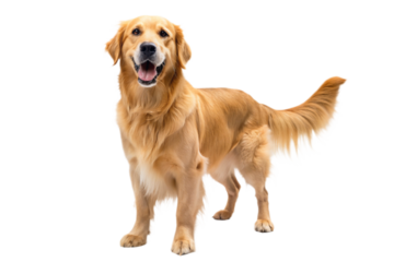 Golden Retriever dog on a transparent background