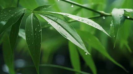 Gordijnen Green bamboo leaves pictures  © 俊后生
