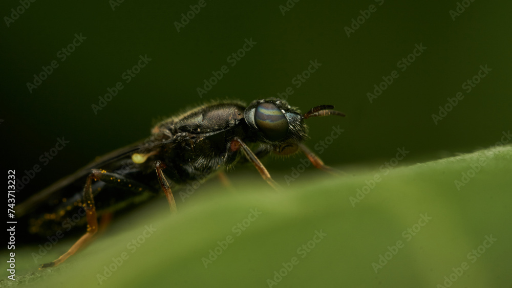 Wall mural Black and yellow insect, Fly Sierra del Sen del Campo Adurgoa gonagra