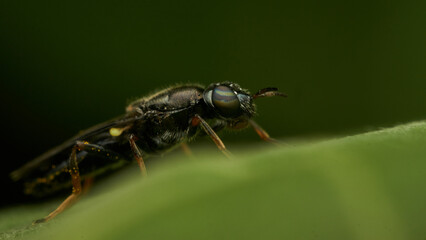 Black and yellow insect, Fly Sierra del Sen del Campo Adurgoa gonagra © DiazAragon