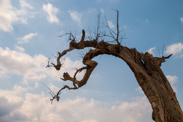 Silueta del tronco de un viejo olivo muerto en España. Imagen de la silueta del árbol con un...