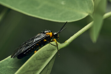 Black and yellow insect, Fly Sierra del Sen del Campo Adurgoa gonagra © DiazAragon