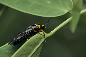 Black and yellow insect, Fly Sierra del Sen del Campo Adurgoa gonagra