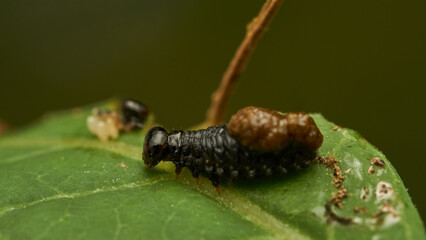 Little black caterpillar walking on green leaf