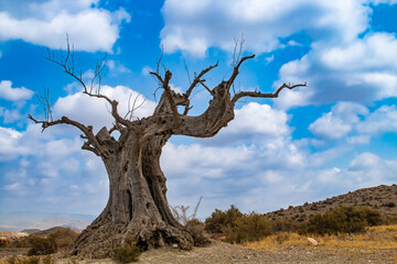 Silueta del tronco de un viejo olivo muerto en España. Imagen de la silueta del árbol con un...