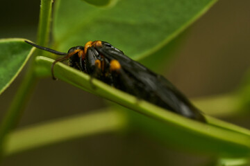 Black and yellow insect, Fly Sierra del Sen del Campo Adurgoa gonagra © DiazAragon