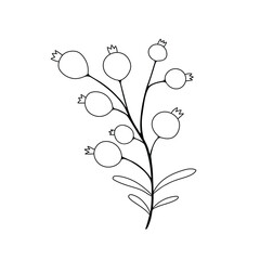 Outlined blueberry branch. Botanical sketch of blue berry plant