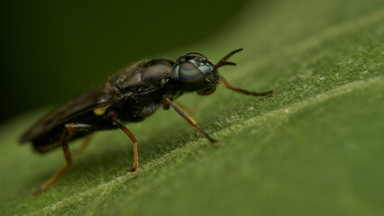 Black and yellow insect, Fly Sierra del Sen del Campo Adurgoa gonagra © DiazAragon