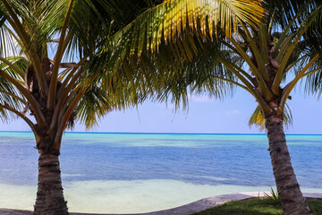 Palm trees on the beautiful beaches of the Maldives in the Indian Ocean.
