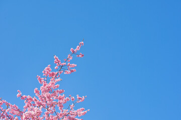 河津町の河津桜