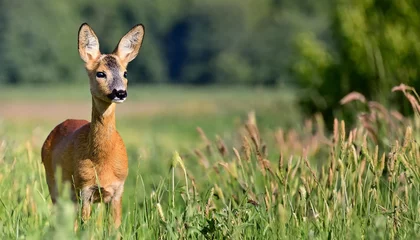 Rolgordijnen wild female roe deer in a field © joesph