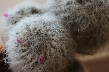 close up of a hairy cactus.