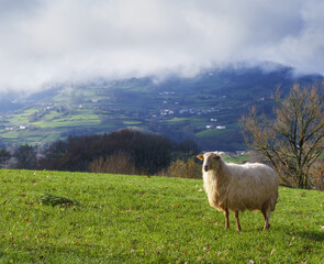Sheep. Sheep grazing in Zizurkil, Euskadi.