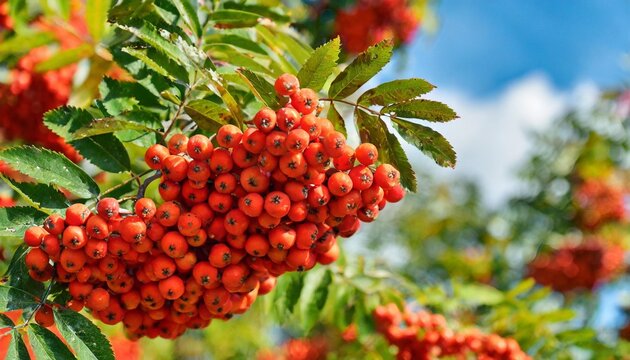 rowan tree with lots of bunches of red berries at autumn day close up view