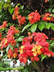 The Red Trailing Bauhinia (Bauhinia coccinea), also known as Bunga Merak in Bahasa, features peacock-tail-shaped flowers in yellow and orange hues. It's a popular ornamental plant in Indonesia.