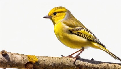 yellow bird isolated on white background generated illustration