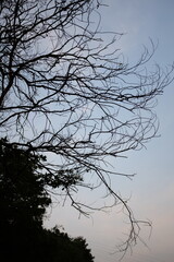 Fototapeta na wymiar dried tree