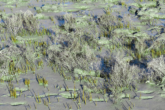 Close-up shot of Samphire, or sea asparagus, or glasswort, or pickleweed in the mud. Camargue National Preserve, the Vaccar&egrave;s Pond. Arles, Provence, Provence-Alpes-C&ocirc;te d'Azur, France.