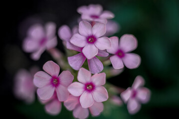 Fototapeta na wymiar Purple Star Flowers
