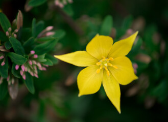 Yellow Star Flower Garden
